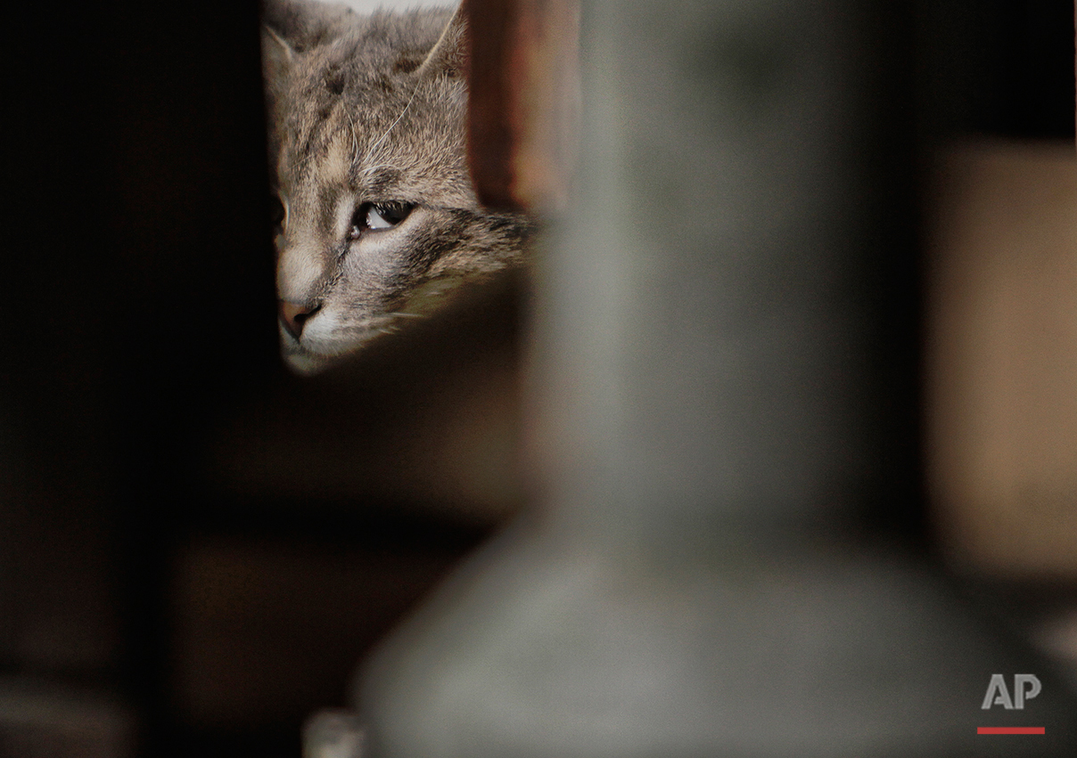  A cat looks on next to a restaurant in Belgrade, Serbia, Saturday, May 28, 2011.(AP Photo/Vadim Ghirda) 