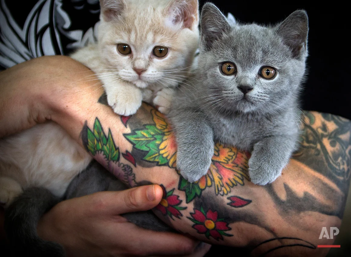 Kittens are held by their owner waiting for the evaluation of a judge at an international cat beauty show in Bucharest, Romania, Saturday, Oct. 1, 2011. Up to 300 cats mainly from countries in central and eastern Europe entered the two day competition. (AP Photo/Vadim Ghirda)