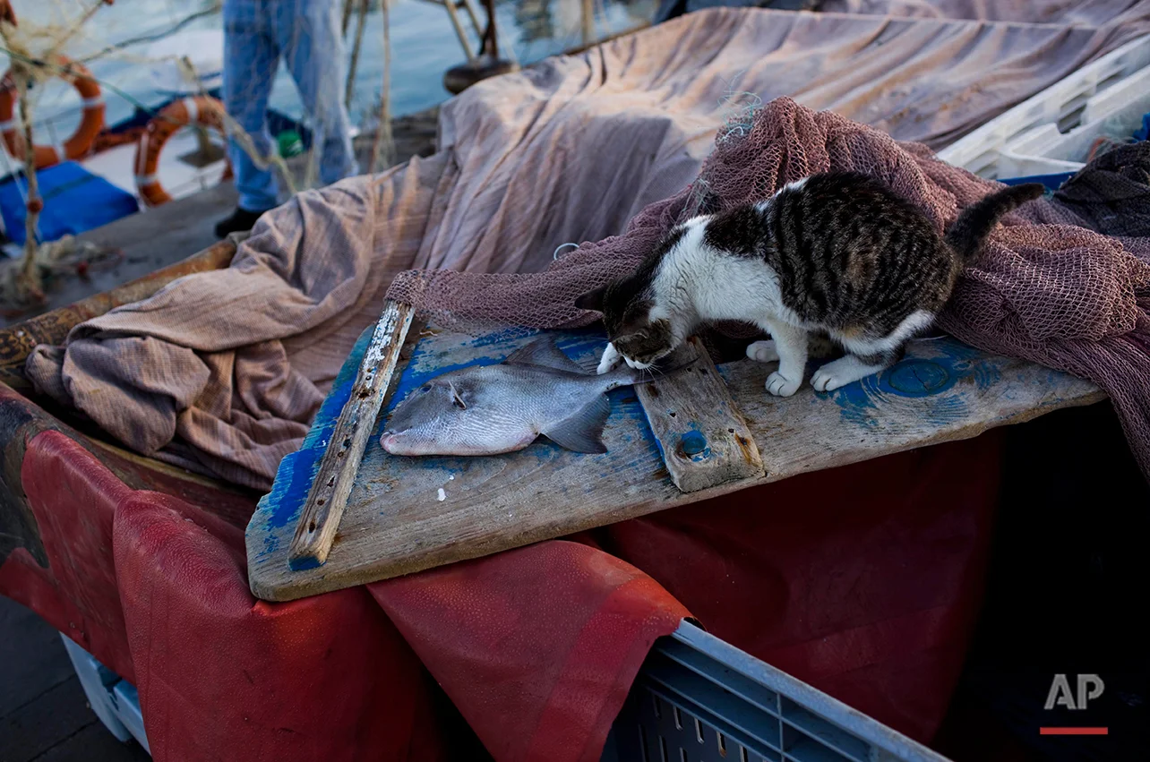 In this Saturday, Jan. 7, 2012 photo a cat investigates a fish in the port of the southern Spanish city of Barbate, Spain. Hundreds of angry fishermen and their families are protesting an EU decision scrapping an accord that let them work in Moroccan waters, likening it to a death-knell for their economically depressed town in southern Spain. The demonstrators waved red-and-white union banners and chanted Monday Jan, 9, 2012 as they marched through Barbate, a fishing-dependent town of 20,000 in the southern Andalusia region. The fishermen are also staging a one-day strike. EU lawmakers voted last month not to renew an accord that let European vessels fish in Moroccan waters. Among other complaints, the lawmakers called the euro36 million ($47 million) a year pricetag too expense and said the agreement led to over-exploitation of fishing stocks. (AP Photo/Emilio Morenatti)