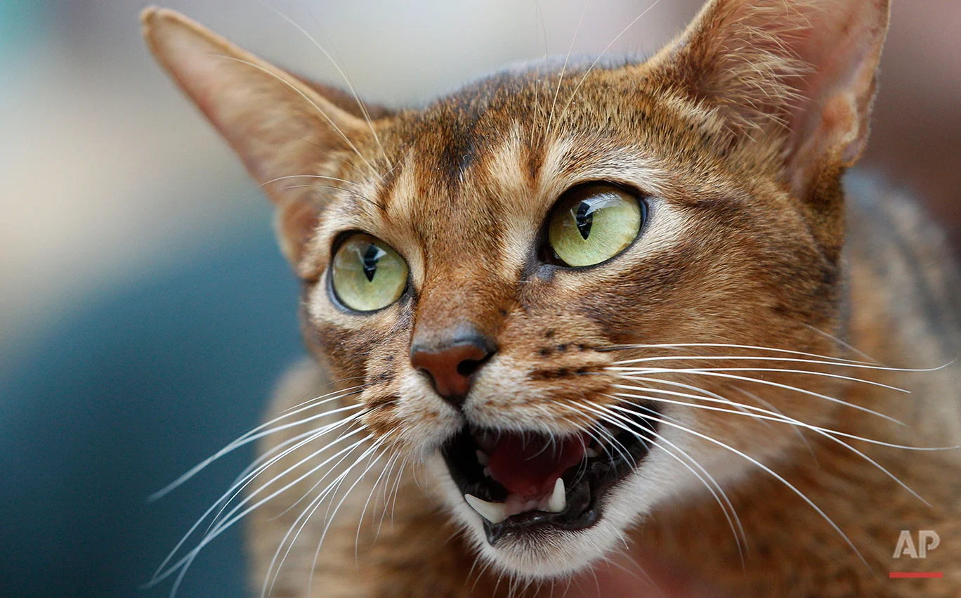  An Abyssinian cat reacts during an international cat beauty show in Vilnius, Lithuania, Saturday, April 7, 2012. (AP Photo/Mindaugas Kulbis) 