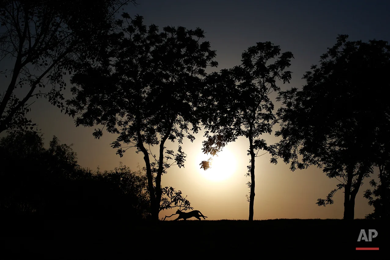  A cat runs at Al-Azhar Park, one of the bustling city's few public parks in Cairo, Egypt, Friday, May 8, 2015. (AP Photo/Hassan Ammar) 