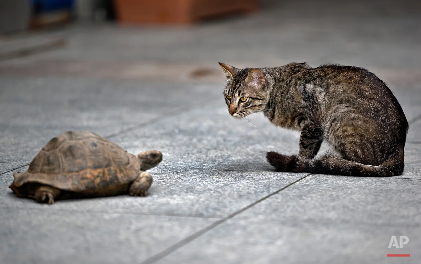 Selma, the turtle grabs the attention of a stray cat, while on her daily walk out, near Taksim square, in Istanbul, Turkey, Wednesday, June 12, 2013. (AP Photo/Vadim Ghirda) 