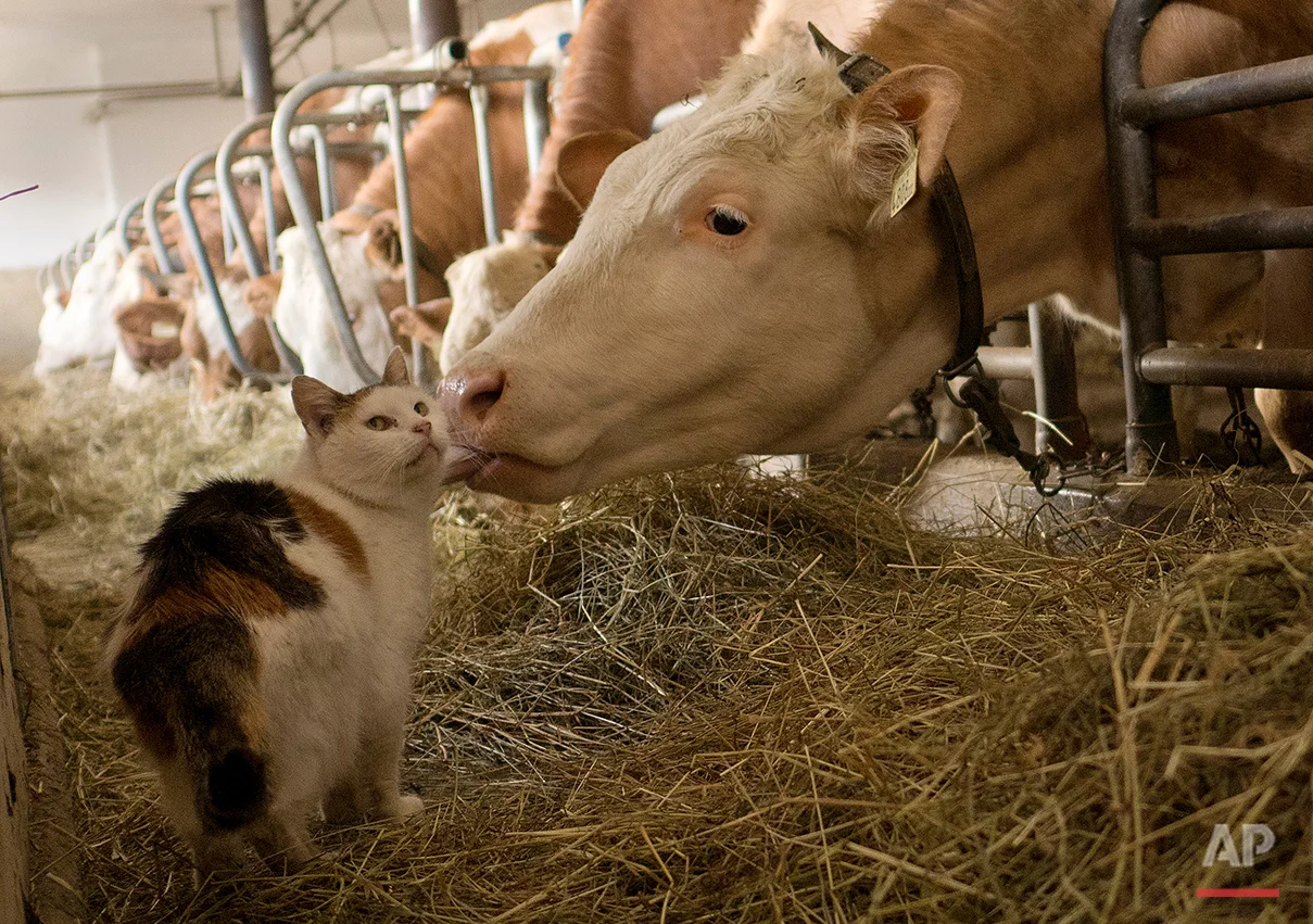  Missy, the stable cat, is licked by a diary cow during feeding time at Madersbacherhof Farm in Brixlegg, in the Austrian Alps, Wednesday, March 18, 2015. The cat lives in the stable with the diary cows who are kept inside for the duration of winter.