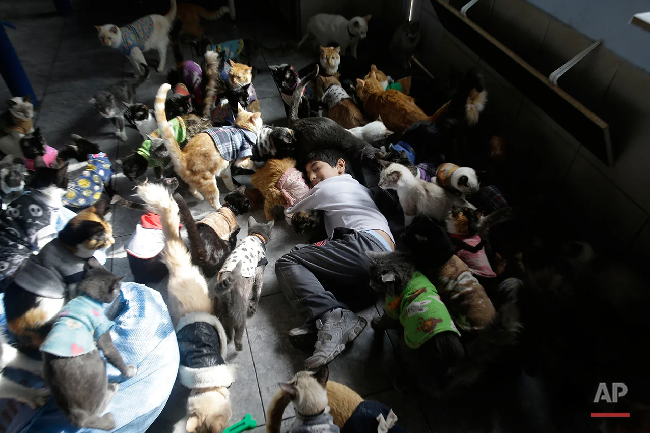 In this Aug. 15, 2014 photo, Maria Torero's son Fabian, 7, plays with the hospice's cats. Maria Torero, cares for 175 cats with leukemia at her home in Lima, Peru. The home is permeated with the stench of urine, which cannot be eliminated with even the strongest air fresheners. (AP Photo/Martin Mejia)