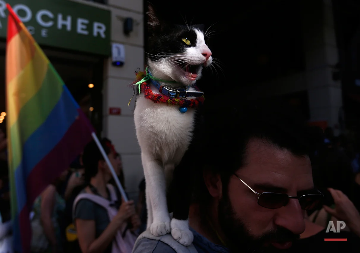  A cat sits on a shoulder of a man attending gay rights demonstration near Taksim Square in Istanbul, Turkey, Sunday, June 23, 2013. (AP Photo/Petr David Josek) 