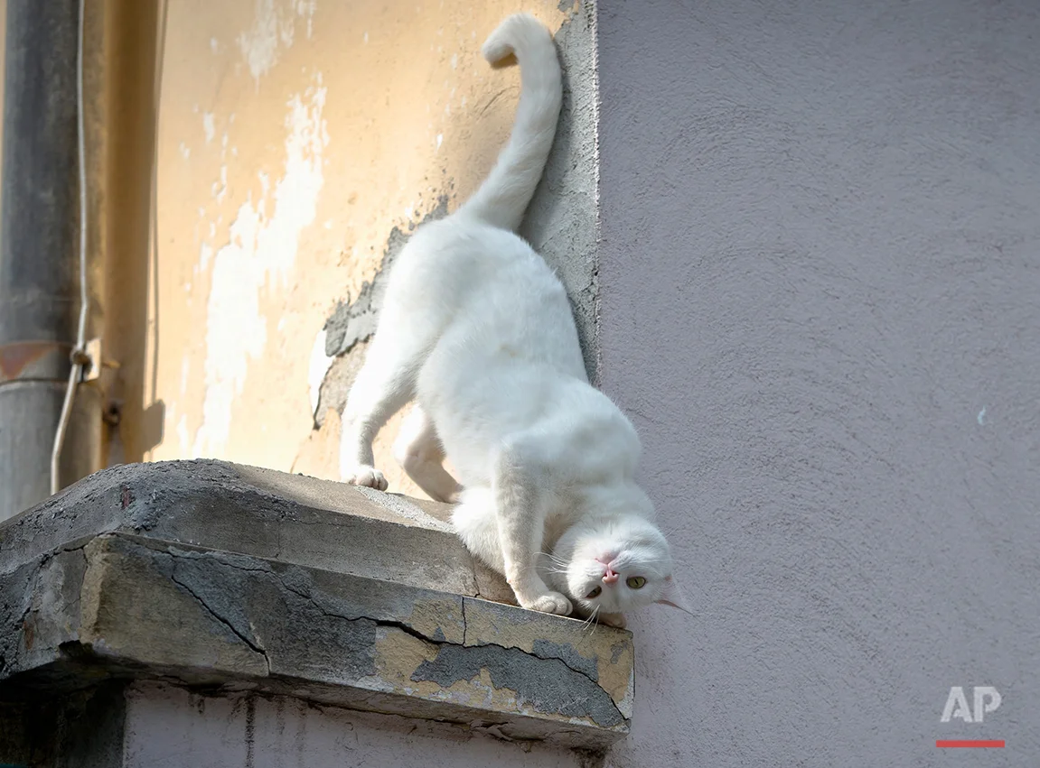  A cat rubs his head against a wall,   in Bucharest, Romania, Friday, May 17, 2013. (AP Photo/Vadim Ghirda) 