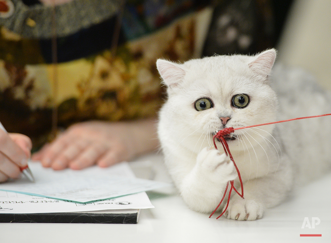  A British Shorthair kitten plays with a toy while being evaluated at an international feline beauty show in Bucharest, Romania, Saturday, March 8, 2014. The two-day international feline beauty contest drew hundreds of cats from several countries. (A