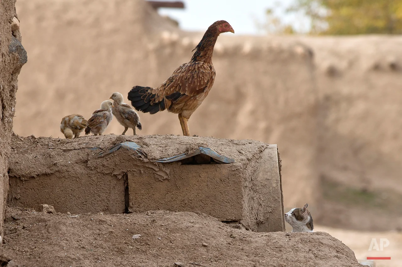 A cat looks at a chicken and its chicks, in Caykara, on the Turkey-Syria border, across from the Syrian city of Kobani, Thursday, Nov. 20, 2014. (AP Photo/Vadim Ghirda)
