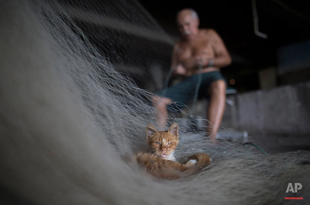  In this Feb. 28, 2015 photo, a street cat that survives on fish scraps nestles on a net being repaired by Manuel Batista de Moraes at the dock in the Vila Pinheiro slum, part of the Mare complex in Rio de Janeiro, Brazil. The 76-year-old fisherman n
