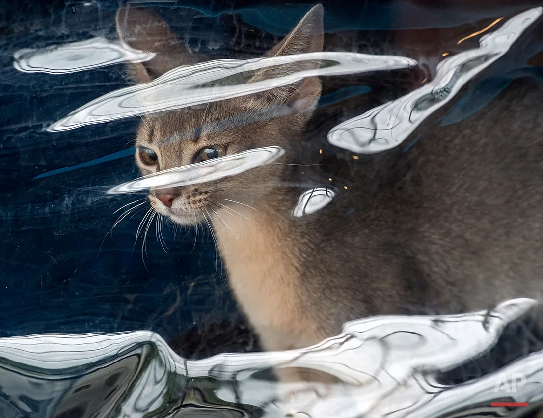 Abyssinian cat 'Nara von der Loreley' looks through a transparent foil prior to the competition during the International pedigree dog and purebred cat exhibition in Erfurt, Germany, Saturday, June 20, 2015. Dogs and cats from 21 countries take part at the exhibition and the different competitions. (AP Photo/Jens Meyer)
