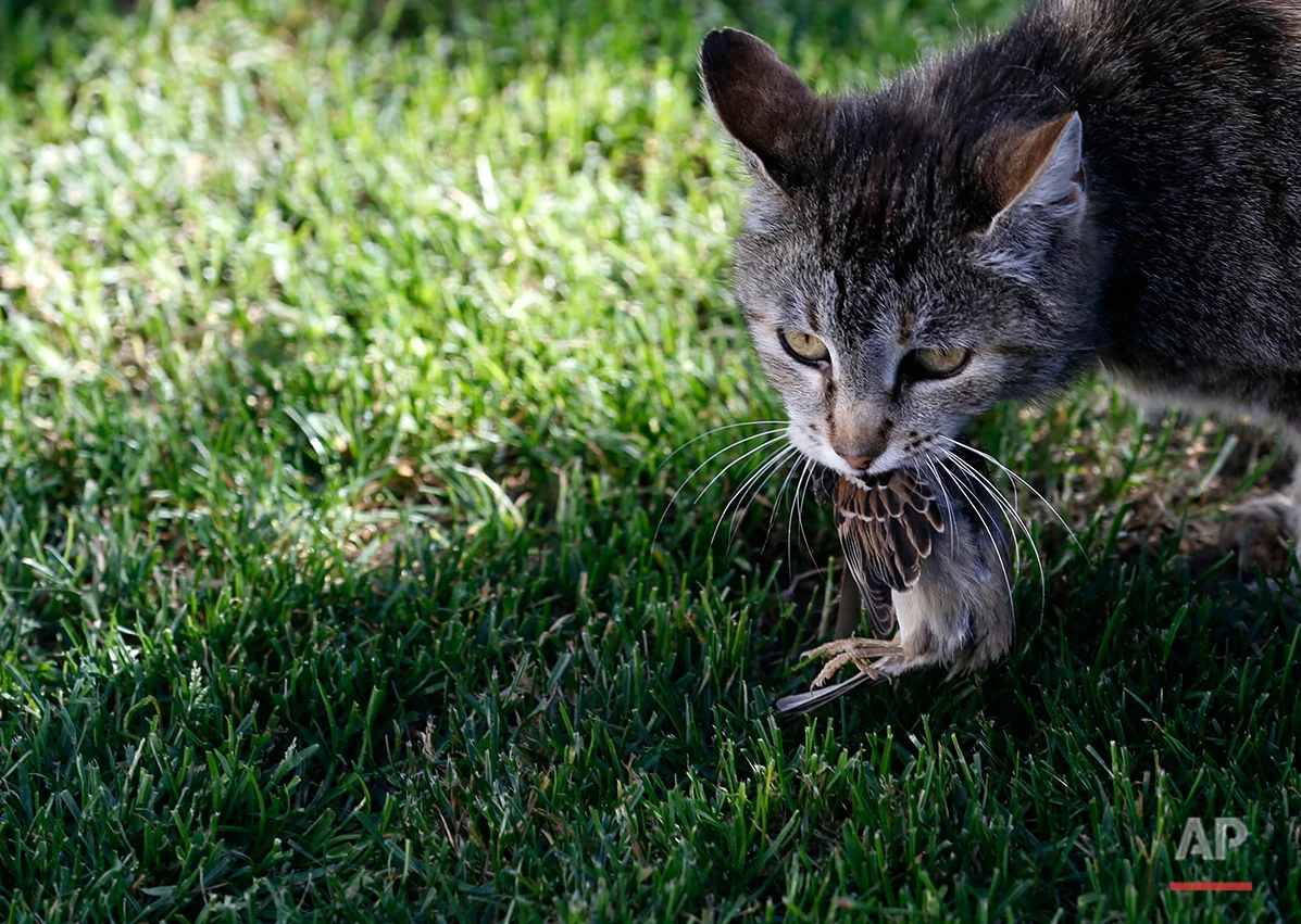 A cat carries a sparrow it had caught at the Zasavica marsh, 90 kilometers west of Belgrade, Serbia, Thursday, May 22, 2014. (AP Photo/Darko Vojinovic)
