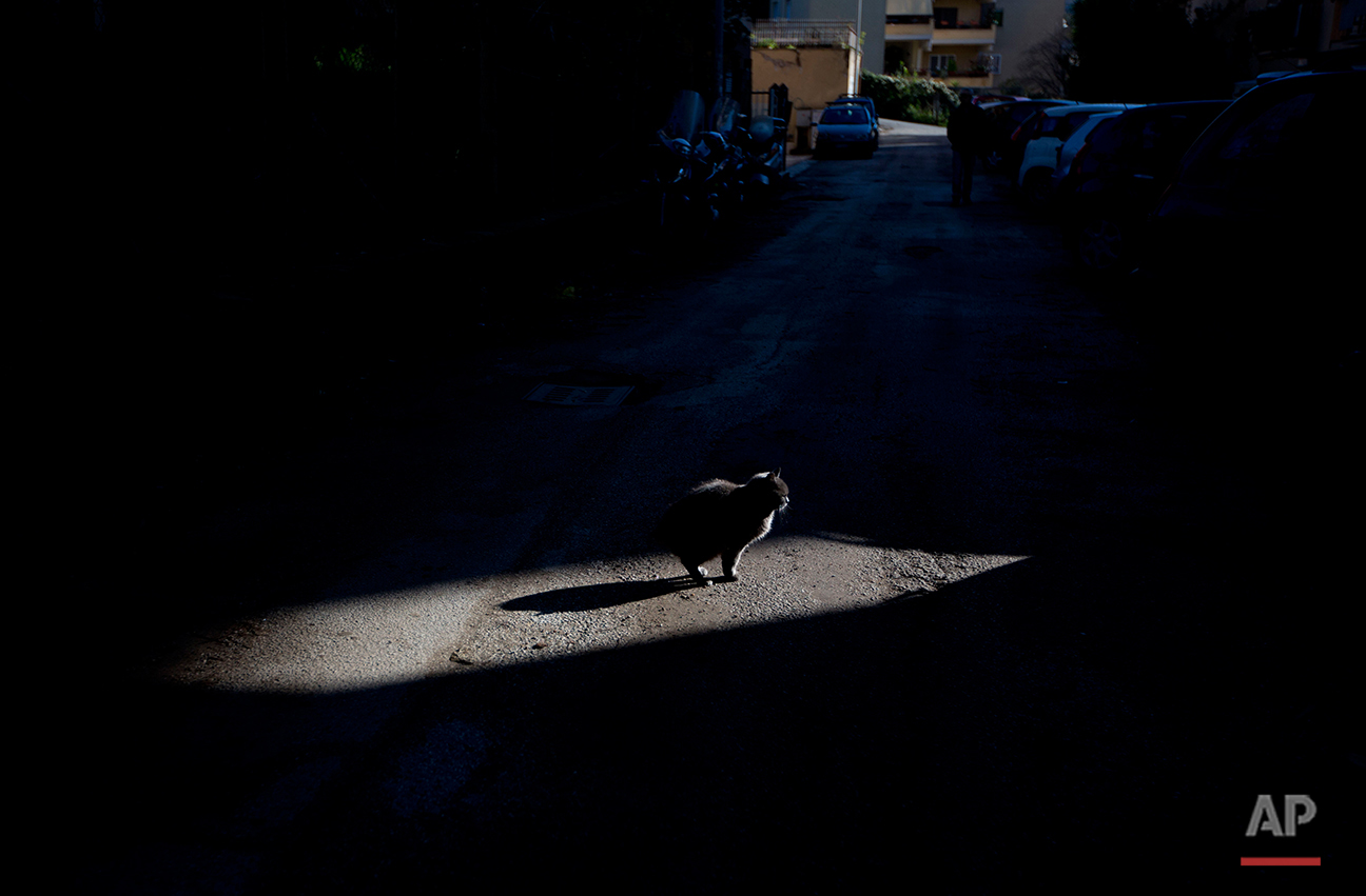  A cat stops and warm up under the sunlight, in Rome, Monday, Dec. 8, 2014. (AP Photo/Alessandra Tarantino) 