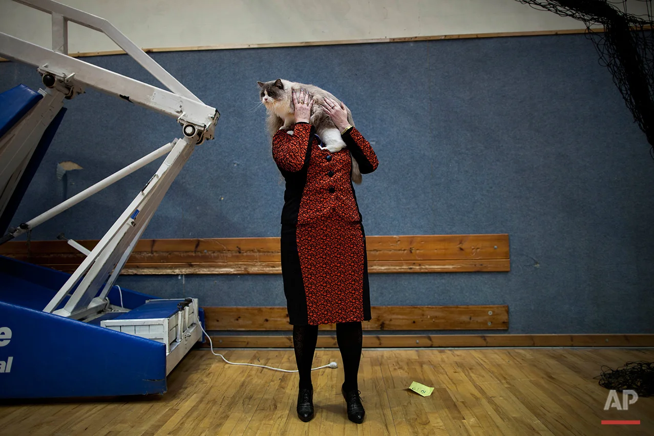  In this June 14, 2012 photo, Natalia Lerner, who immigrated to Israel in 1991 from the city of Tyumen in Siberia, presents her cat to the judges of a cat competition in the central Israeli city of Holon. Cats are prominent in Russian culture, and mo