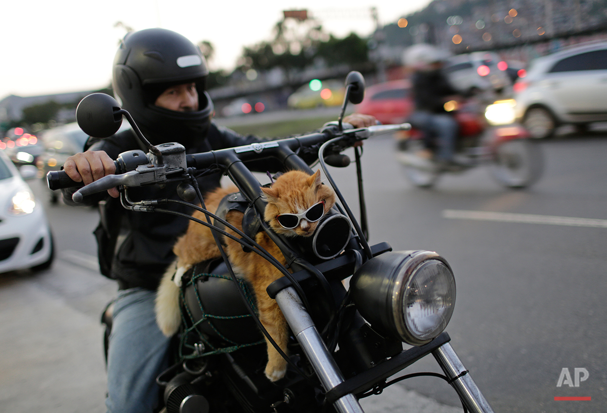  A motorcycle rider carries his cat Chiquinho on his bike, near Maracana stadium, in Rio de Janeiro, Brazil, Sunday, June 19, 2016. (AP Photo/Silvia Izquierdo) 