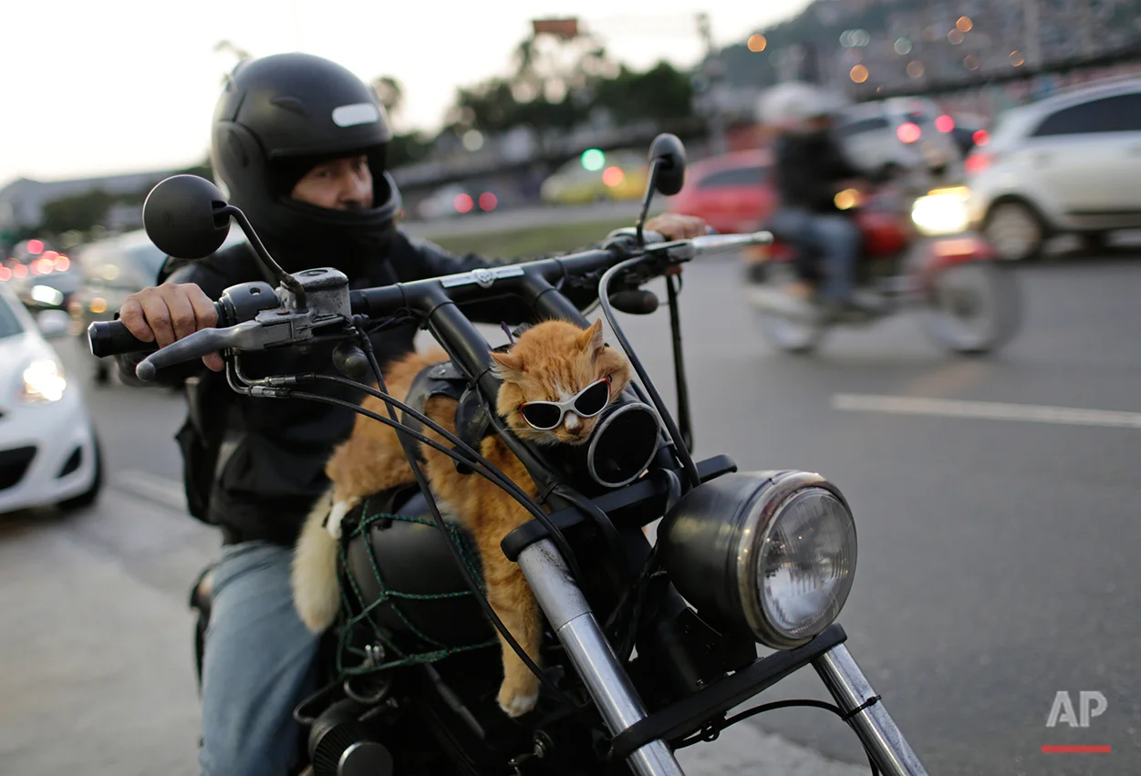A motorcycle rider carries his cat Chiquinho on his bike, near Maracana stadium, in Rio de Janeiro, Brazil, Sunday, June 19, 2016. (AP Photo/Silvia Izquierdo)