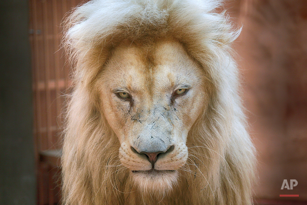 Ukraine White Lion