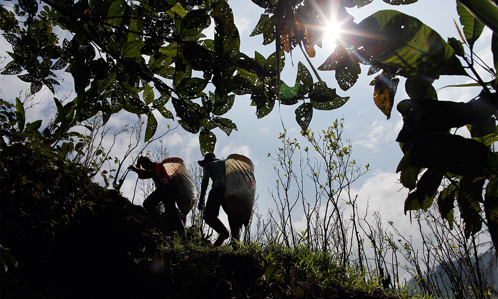 Colombia's coca paste