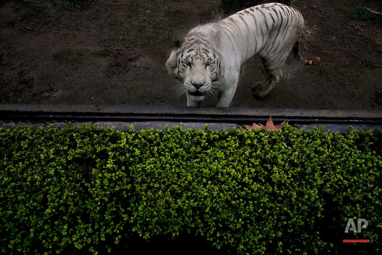 Argentina Closing the Zoo Photo Gallery