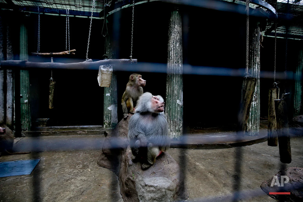 Argentina Closing the Zoo Photo Gallery