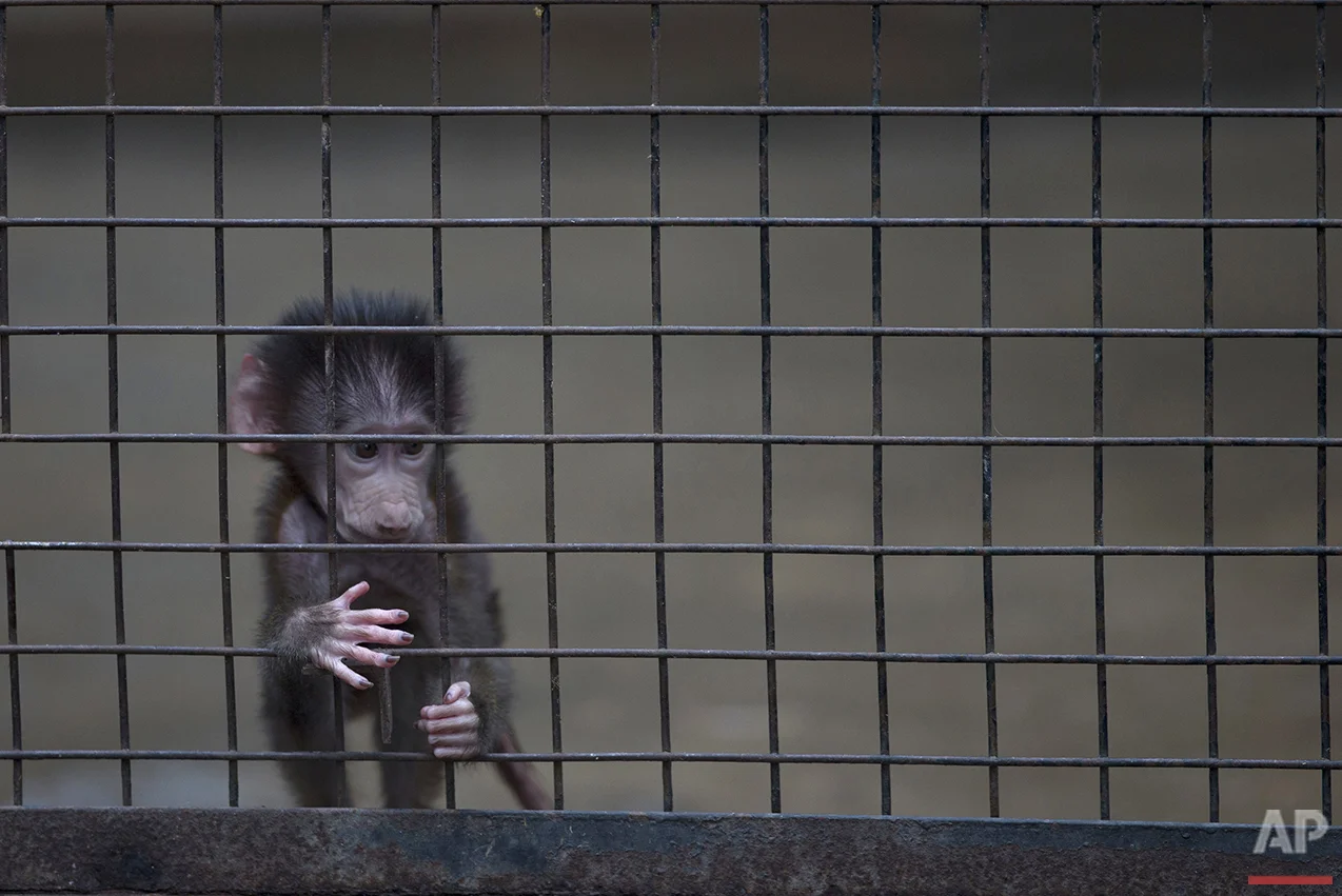 A baby monkey stands inside a cage at the former Buenos Aires Zoo in Argentina, Friday, July 1, 2016. The city government announced a week earlier it will transform the city's zoo into an ecological park for a limited number of species, and begin with the transfer of birds of prey to natural reserves. Their plan to also transform the site into a conservation and research facility will take years while veterinarians decide which animals can be transferred to reserves, locally and abroad. Those who stay at the ecological park will live in what officials describe as much better conditions. (AP Photo/Natacha Pisarenko)