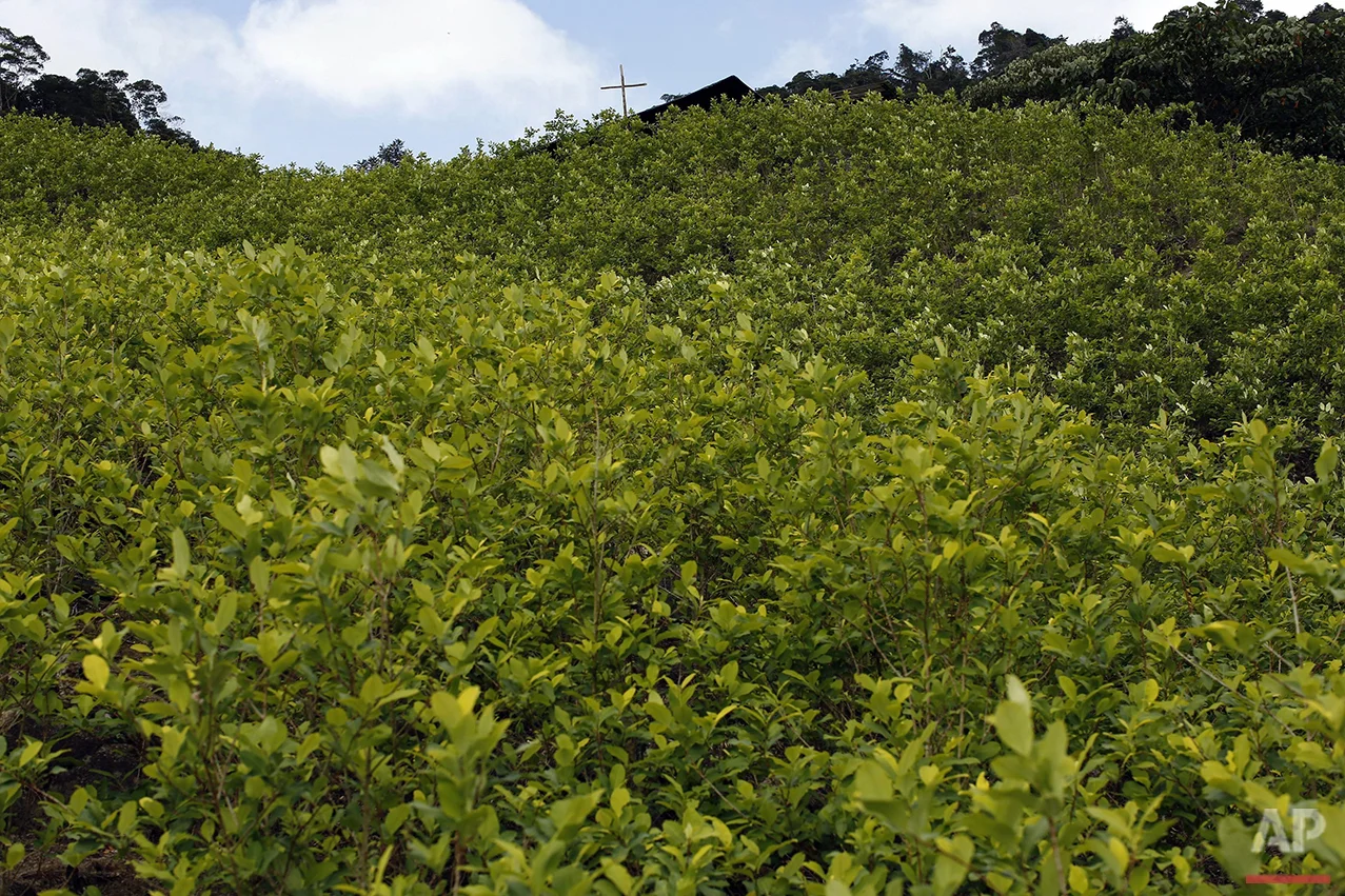 Colombia Coca Paste Photo Gallery