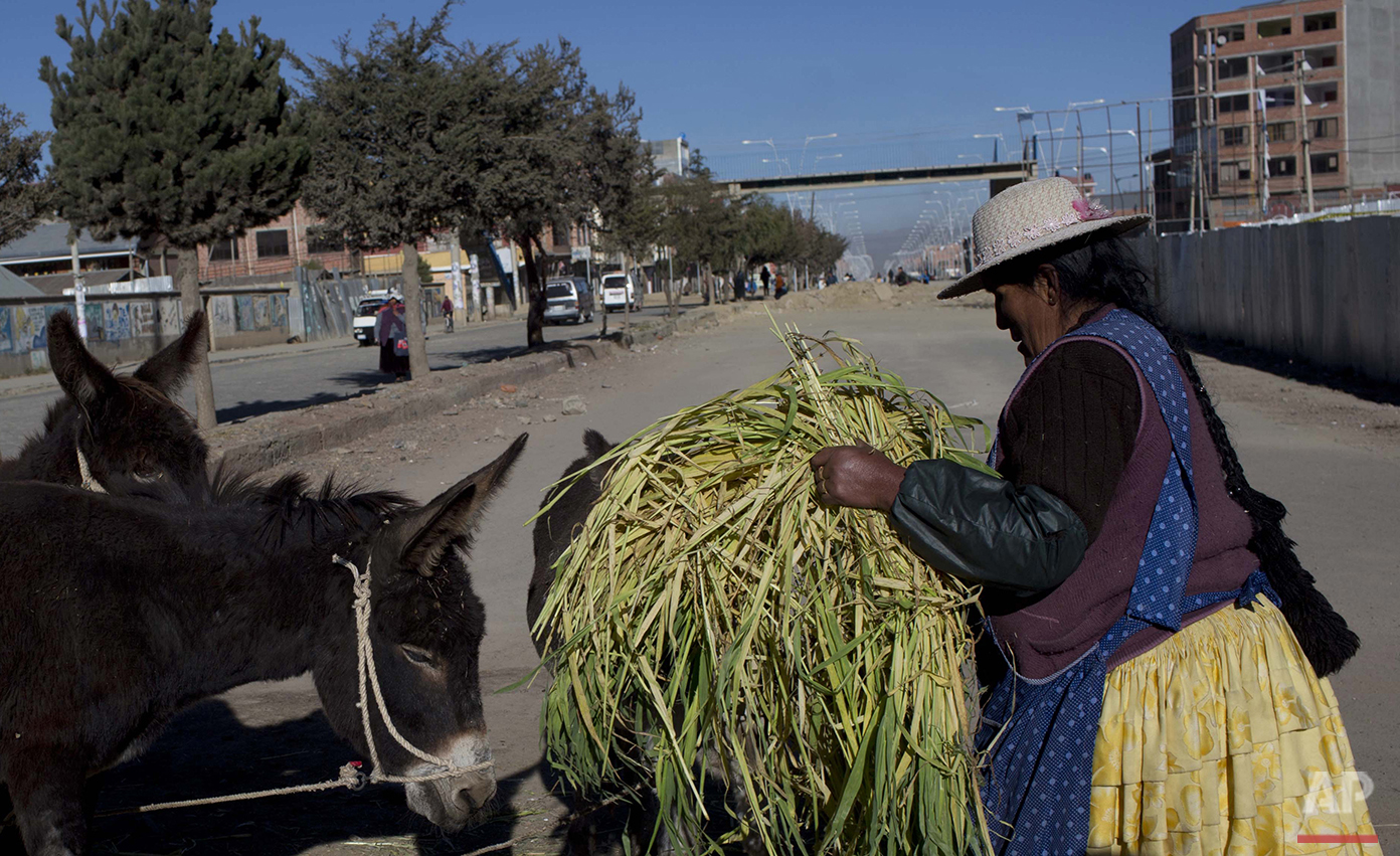  In this May 23, 2016 photo, donkey milk vendor Petrona Yugra brings her donkeys oats as she works to sell their milk to passing clients in El Alto, Bolivia.  (AP Photo/Juan Karita)                                                                     