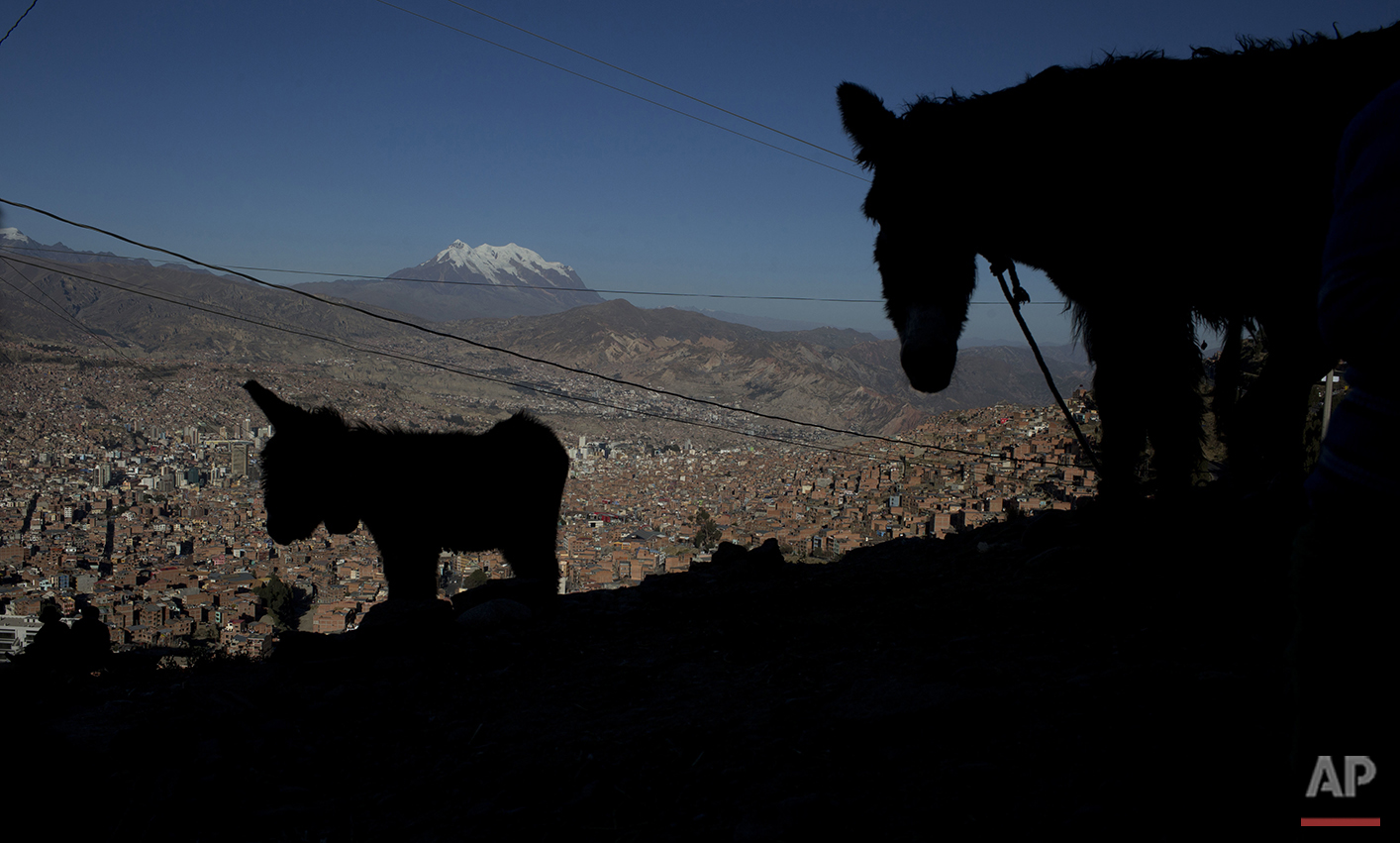  In this May 22, 2016 photo, a donkey, whose milk is sold by her owner, stands with her foal overlooking La Paz and the snow capped Illimani Mountain in El Alto, Bolivia. Elizabth Canipa, director of the maternal milk program with Bolivia's Health Mi