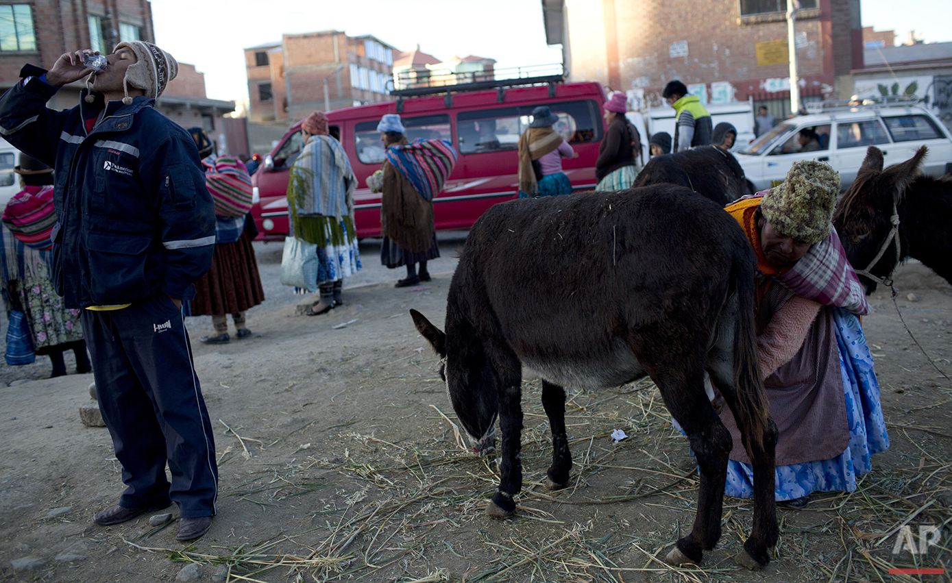  In this May 24, 2016 photo, a man drinks a shot of donkey milk as vendor Andrea Aruquipa continues to hand milk her donkey for clients in El Alto, Bolivia. Aymara women position their female donkeys every morning on a street corner in El Alto and mi