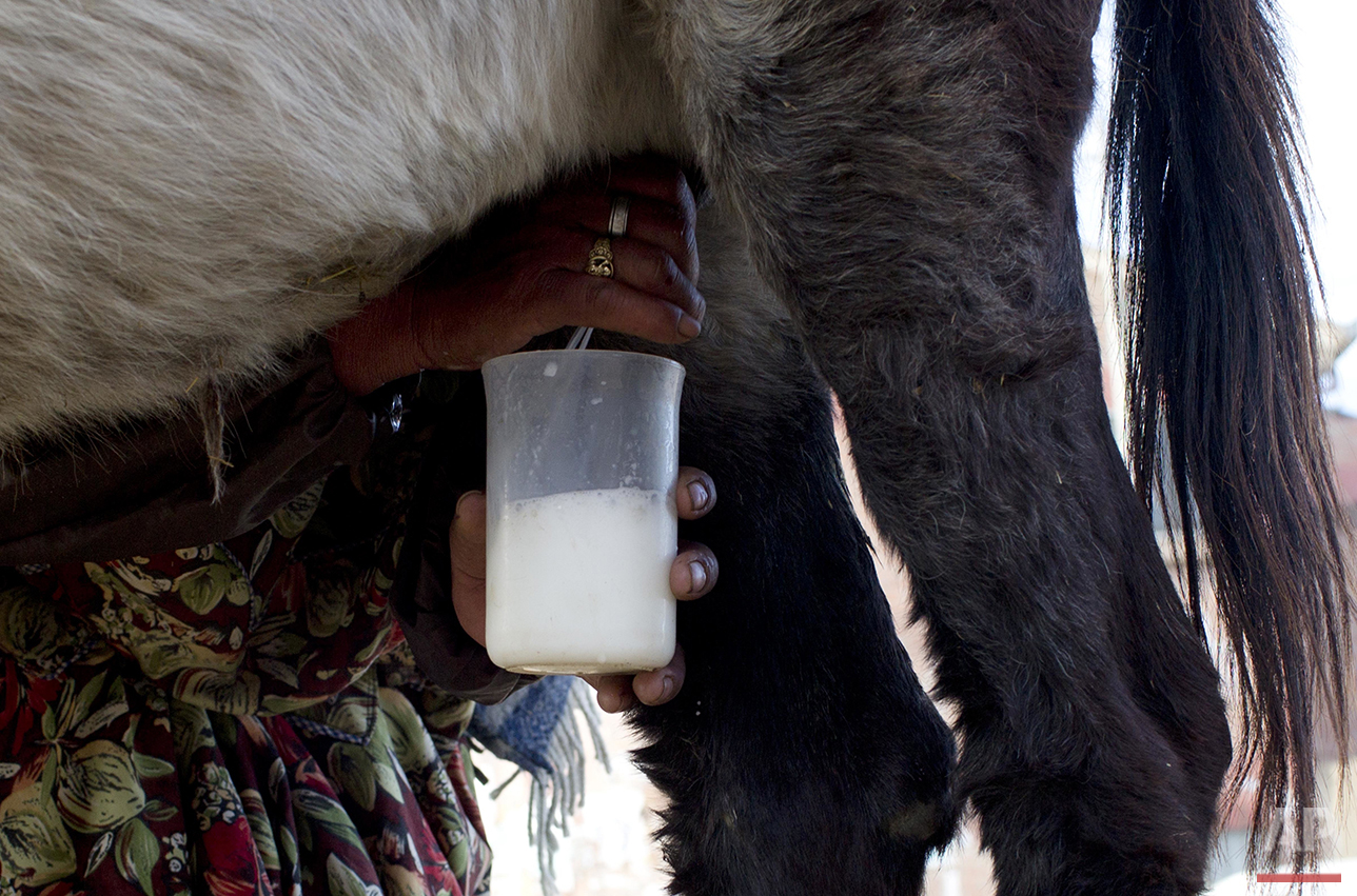  In this June 8, 2016 photo, donkey milk vendor Petrona Yugra milks a donkey by hand to sell the milk to a client in El Alto, Bolivia. Yujra has sold donkey milk for 35 years. (AP Photo/Juan Karita) 