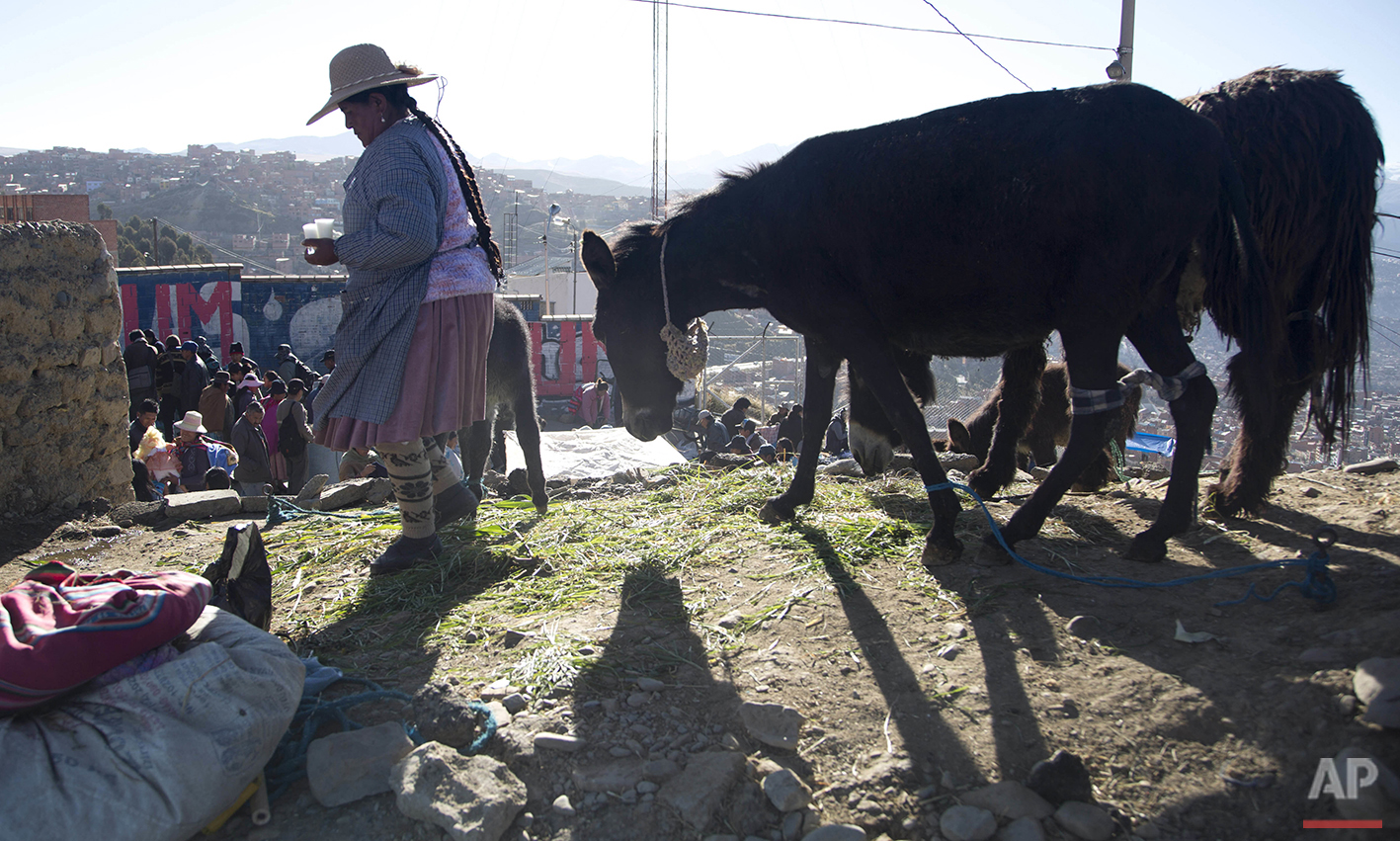  In this May 15, 2016 photo, Josefina Escobar carries a glass of her donkey's milk as she and her donkey walk around in search of buyers in El Alto, Bolivia. Aymara women like Escobar position their female donkeys every morning on a street corner in 