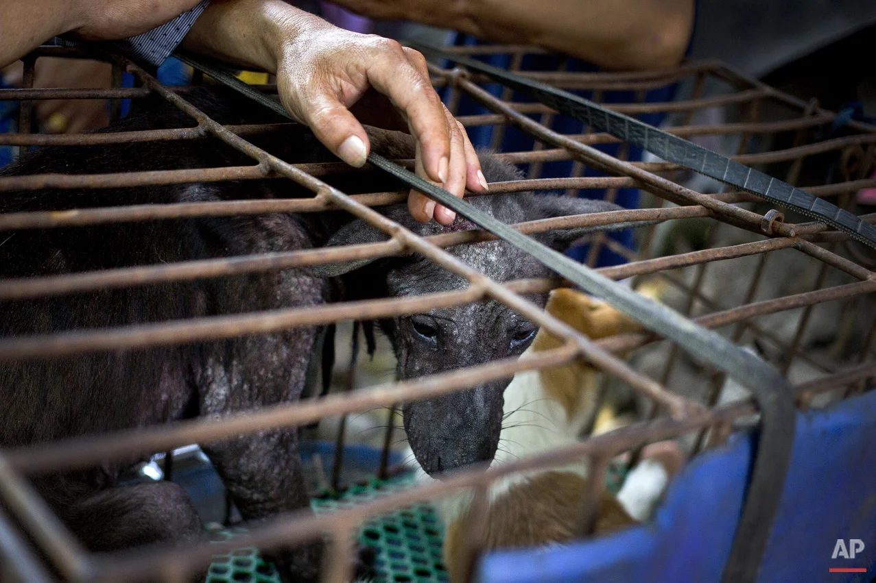 Dog Meat Festival