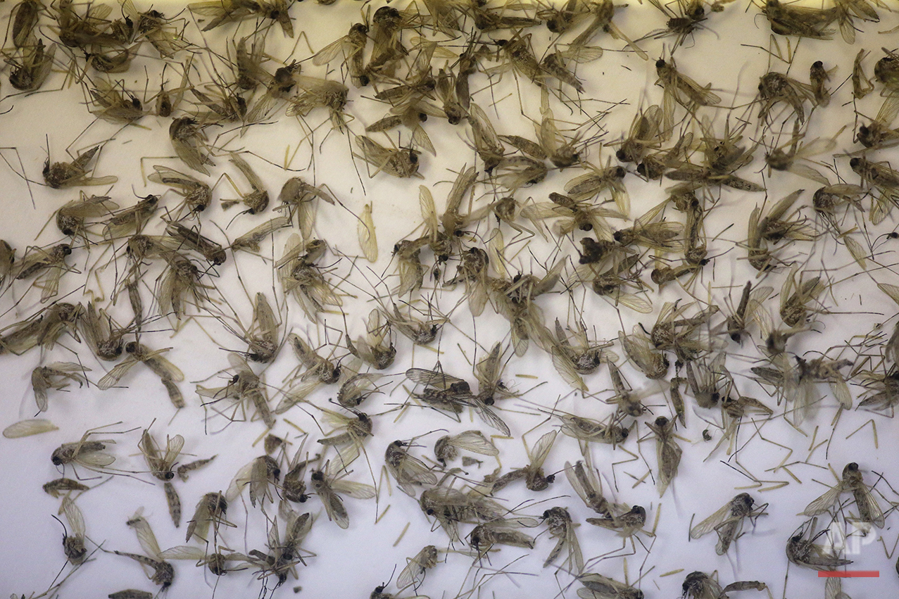 Zika Related Death New Case