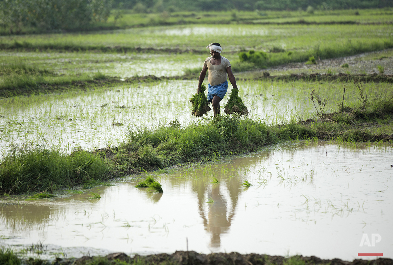 India Agriculture