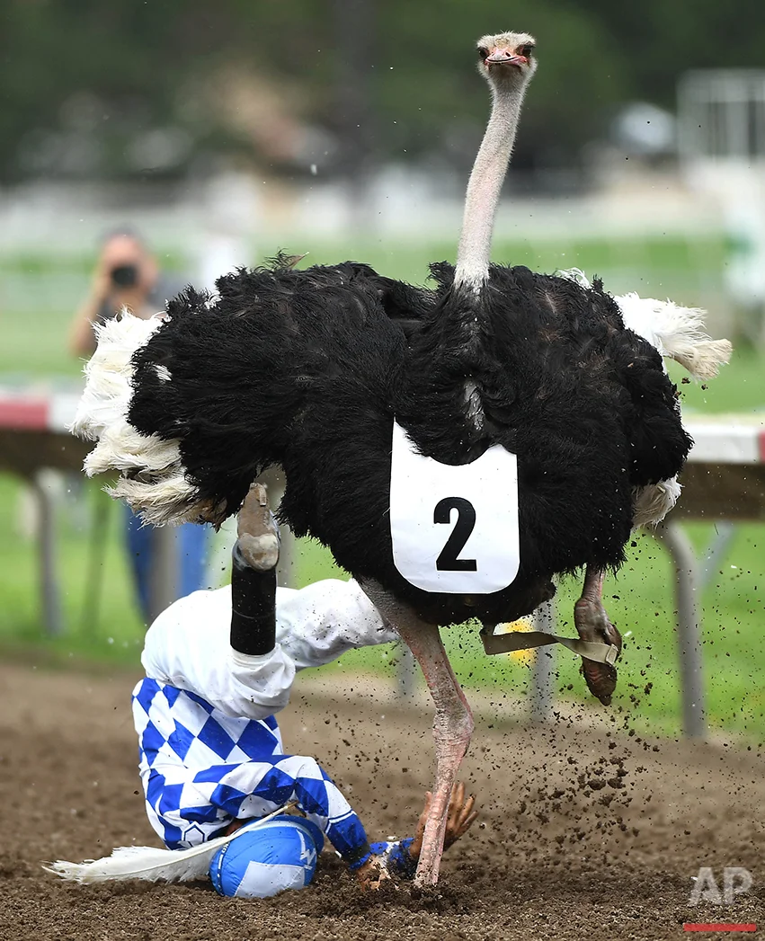 Jockey Jose Montoya falls from BrEGGxit the ostrich close to the finish line during "Extreme Race Day" at Canterbury Park on Saturday, July 16, 2016, in Shakopee, Minn. The track featured ostrich, zebra and camel racing, as well as horse racing. (Aaron Lavinsky/Star Tribune via AP)