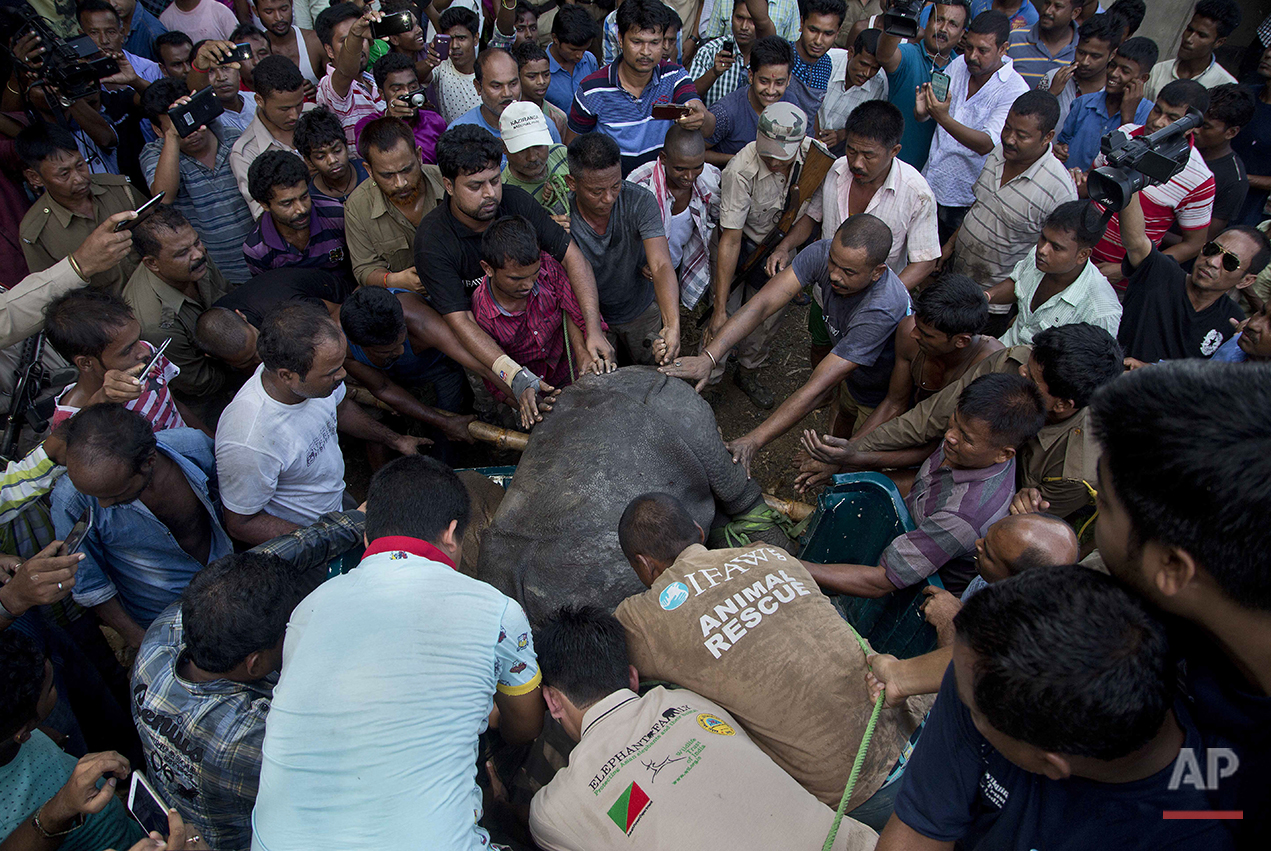 India Floods Rhino Rescue