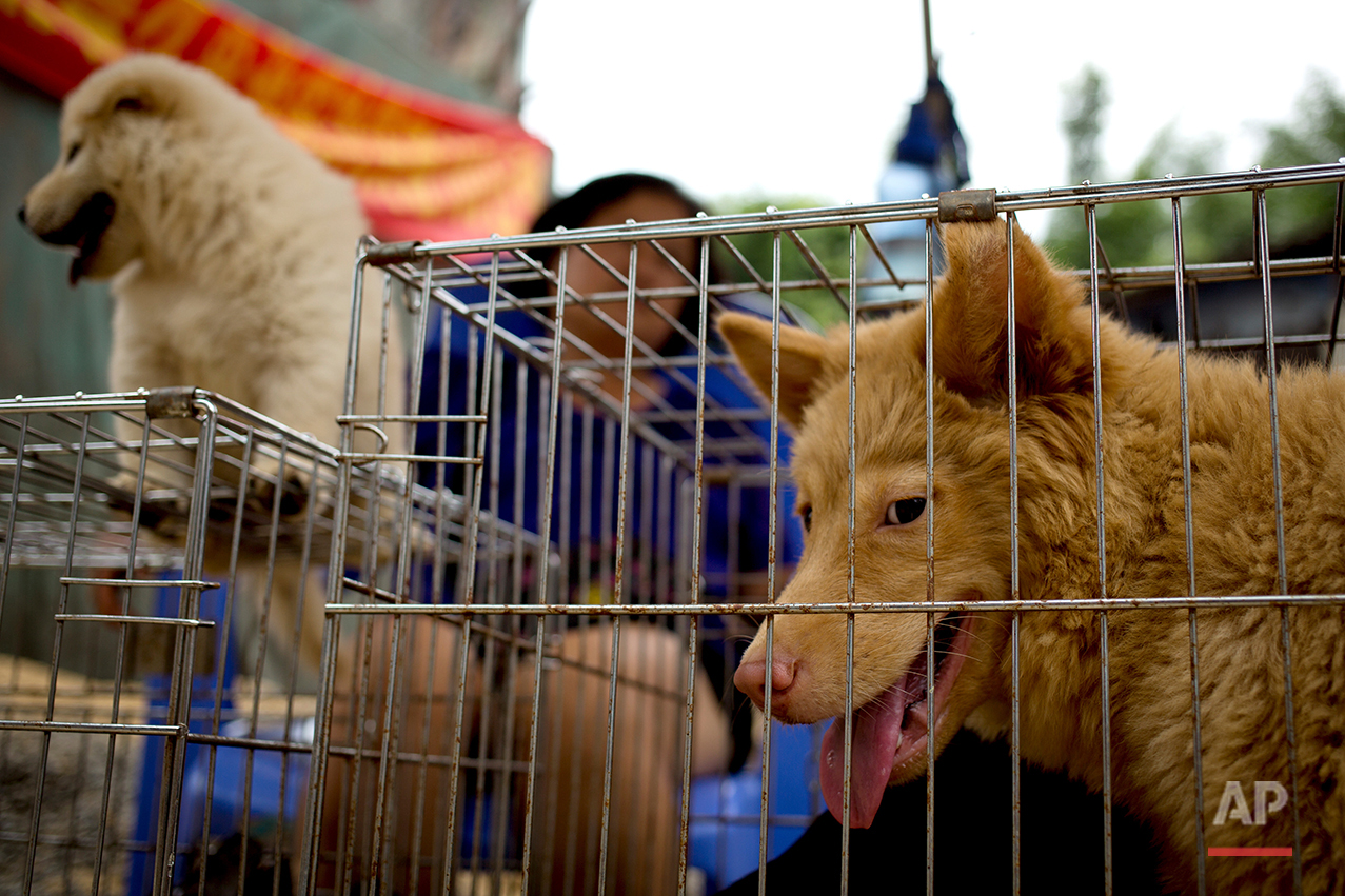China Dog Eating Festival
