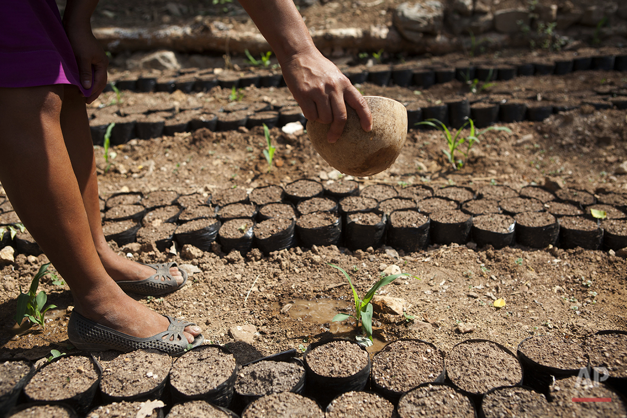 Drought heightens seasonal food scarcity in Guatemala — AP Photos