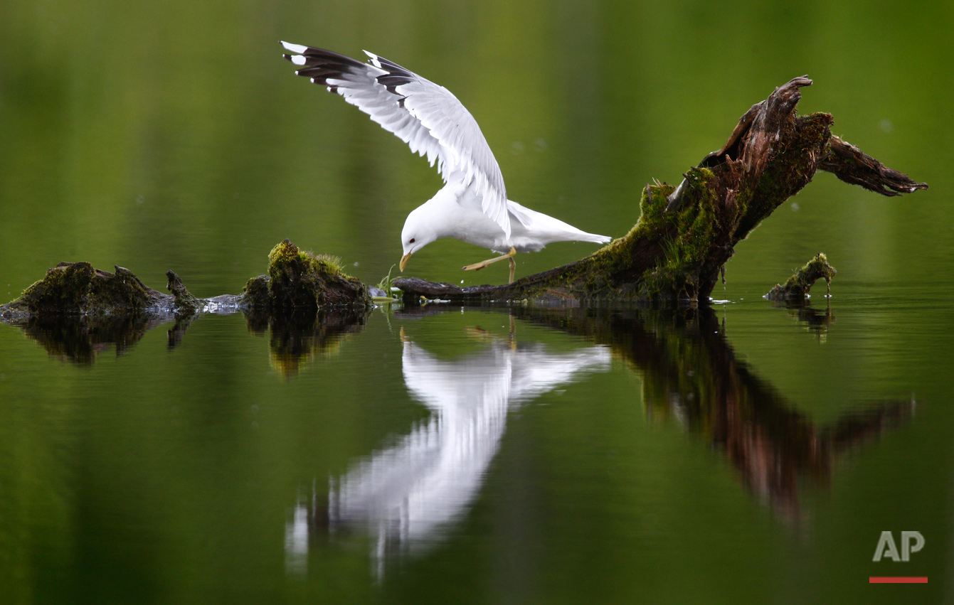 Belarus Wild Life