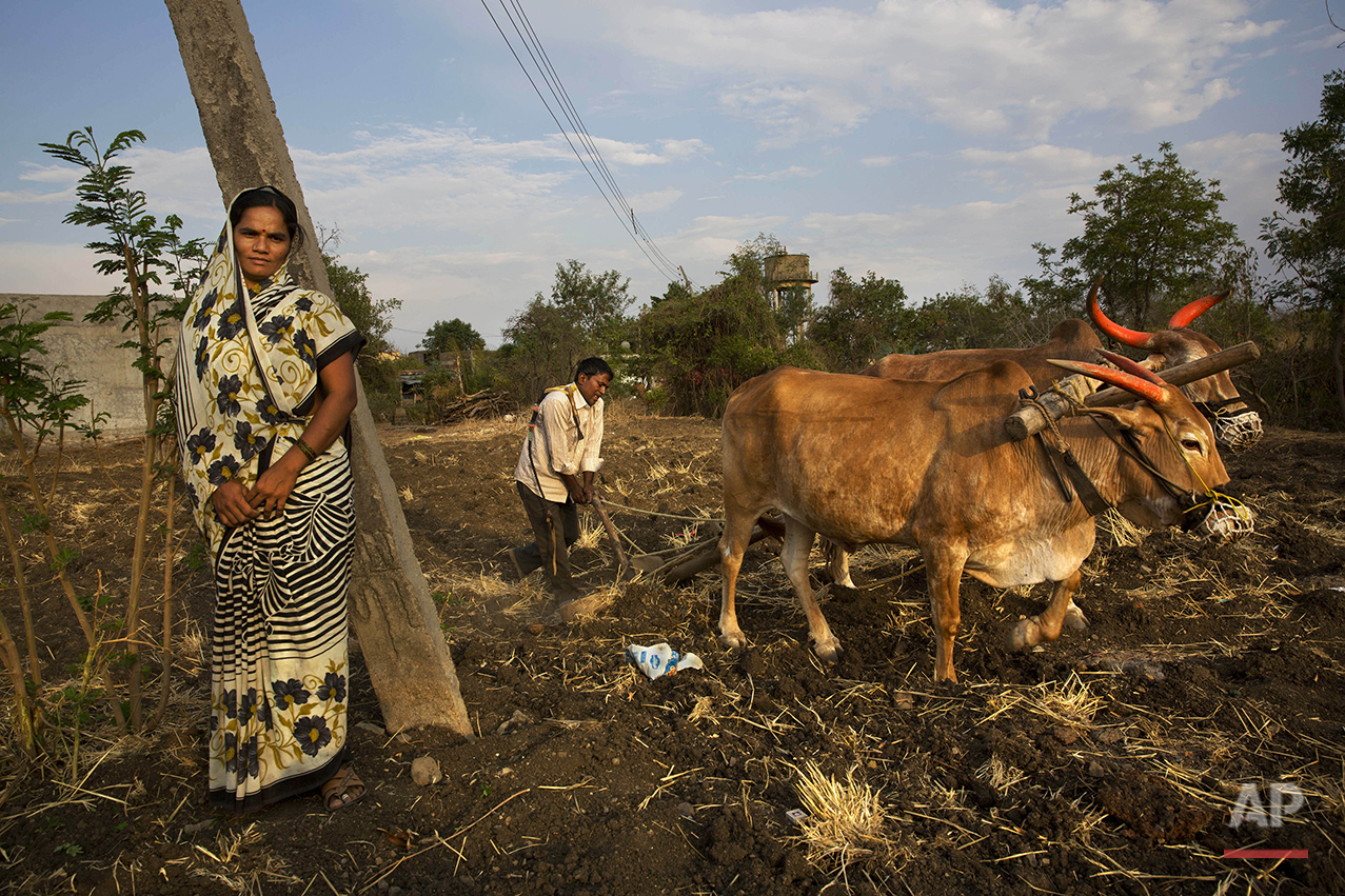  In this May 10, 2016, photo, Nita Balasaheb Jadav stands by as her husband Bala Sahib Jadav ploughs his field in anticipation of good monsoon rains on the outskirts of Latur in the Indian state of Maharashtra. Many trains pull into Latur's railroad 