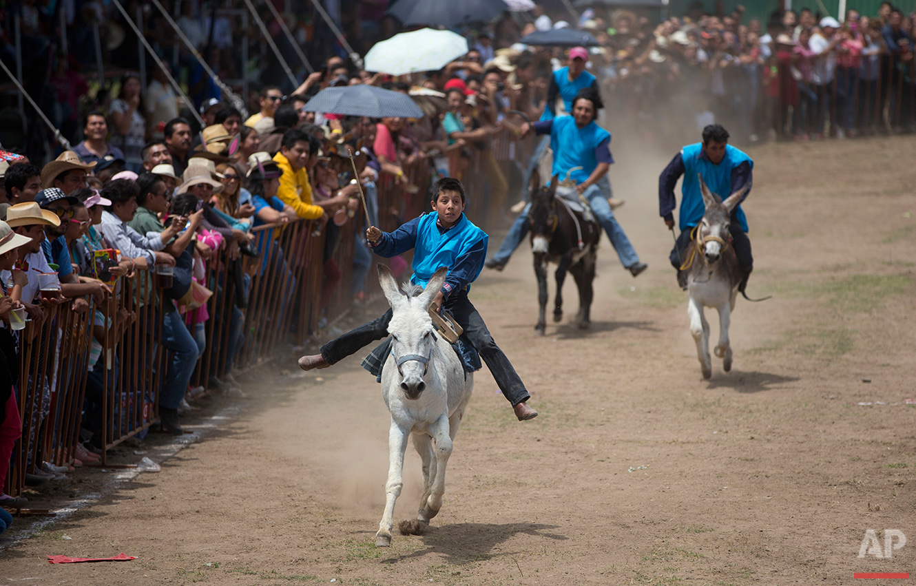 Mexico Donkey Fair Photo Gallery