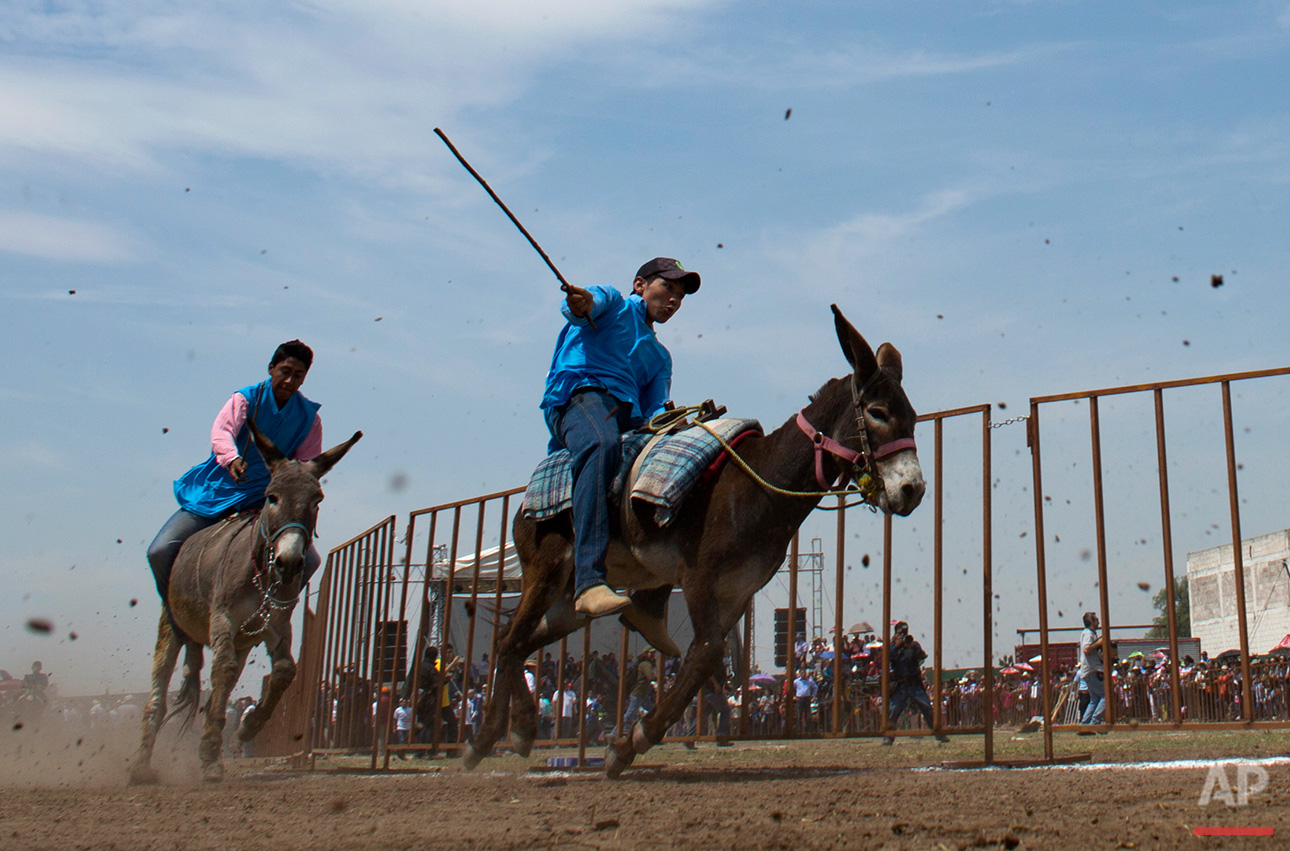 Mexico Donkey Fair Photo Gallery