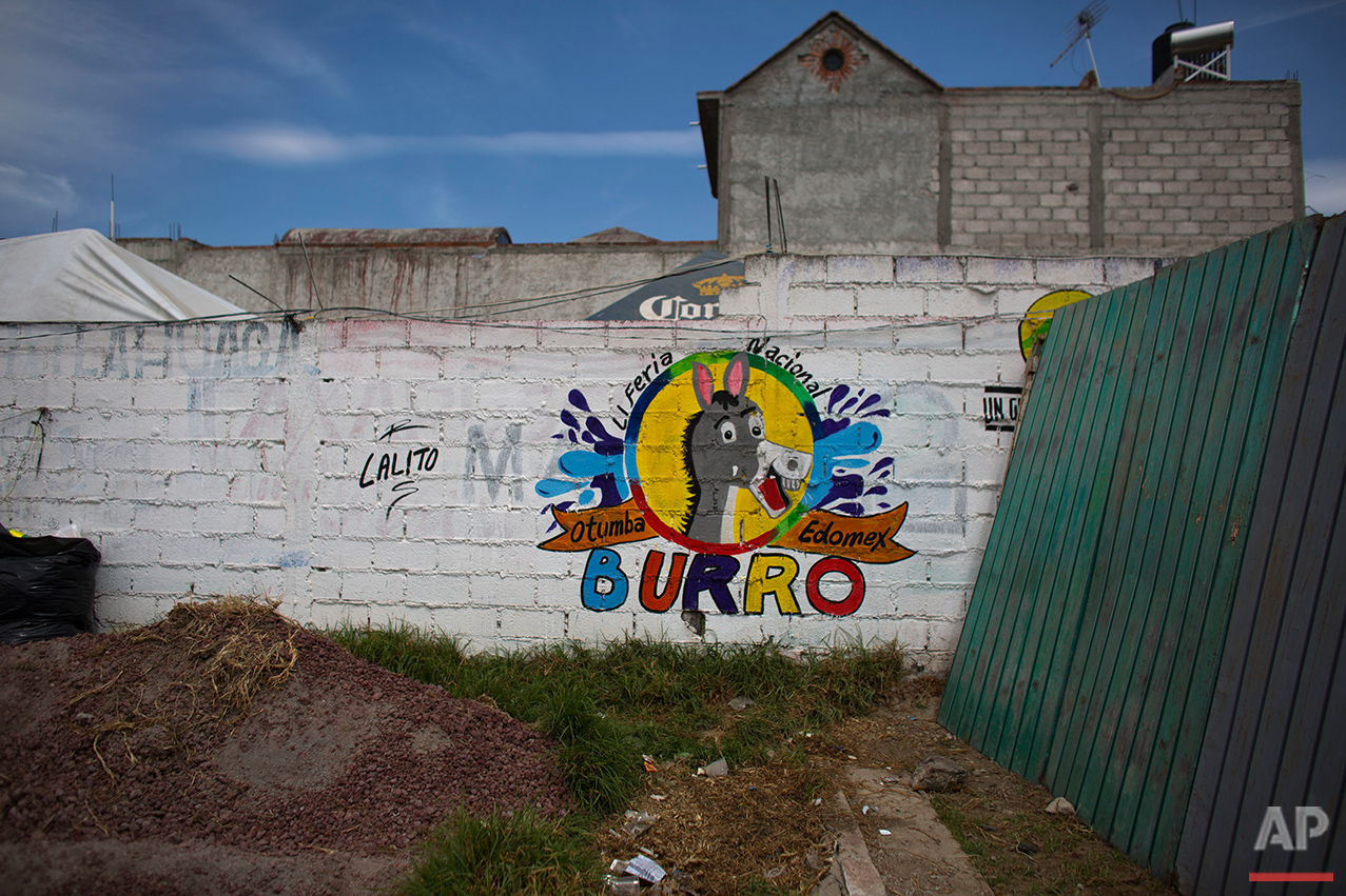 Mexico Donkey Fair Photo Gallery