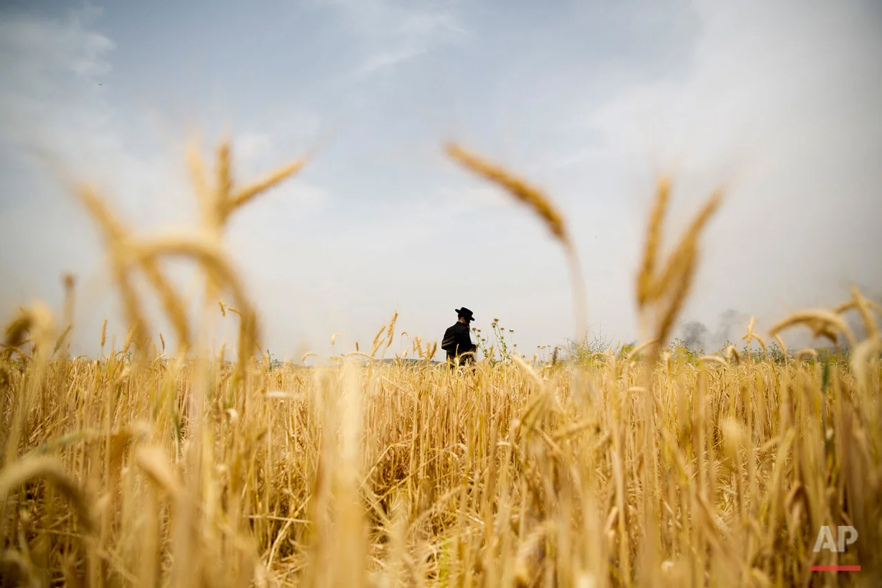 APTOPIX Mideast Israel Wheat