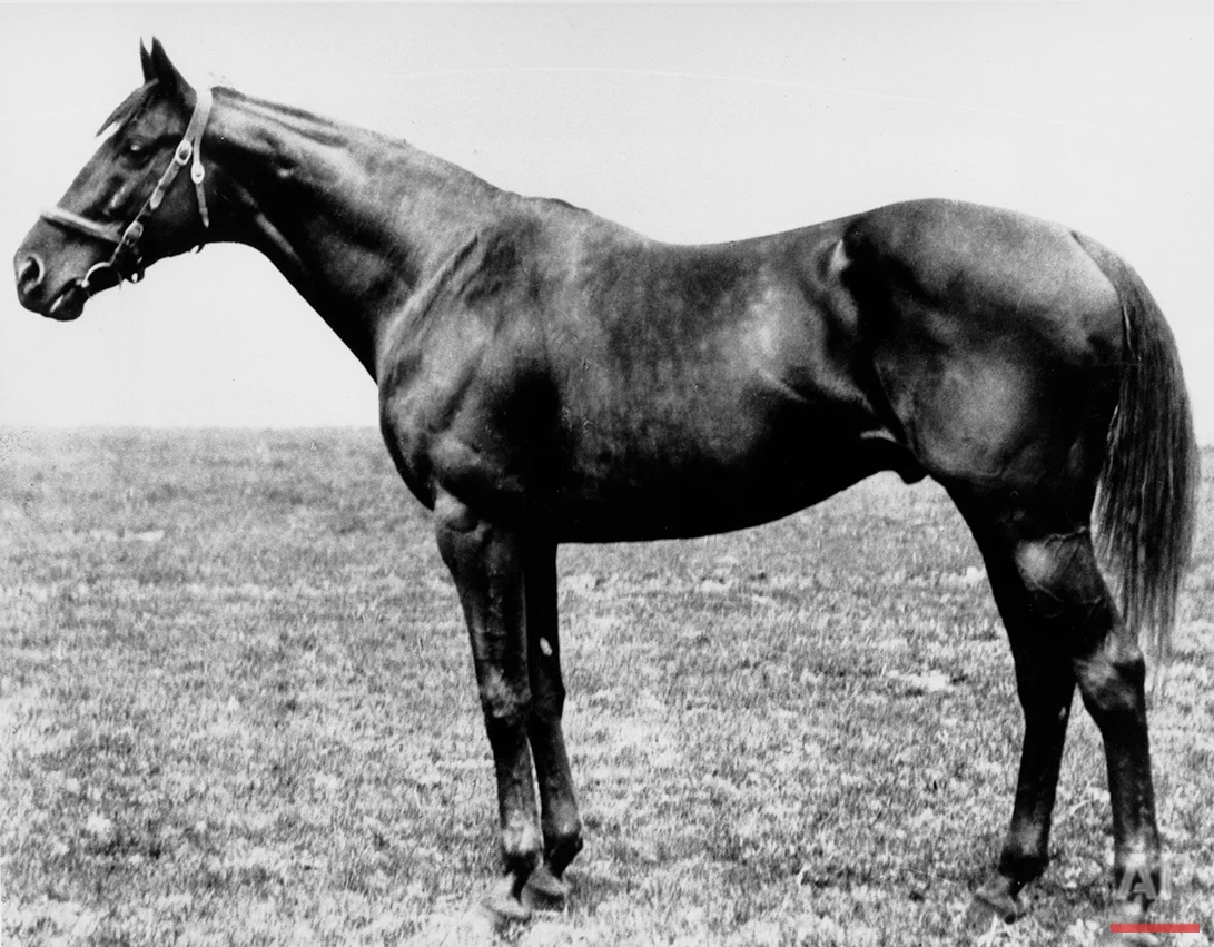 This is a 1919 photo of thoroughbred Sir Barton, winner of the 44th running of the Kentucky Derby, at Churhill Downs on the first Saturday in May 1919. Sir Barton, foaled at Hamburg Place, Lexington, Ky., was the first Triple Crown winner in 1916. (AP Photo)