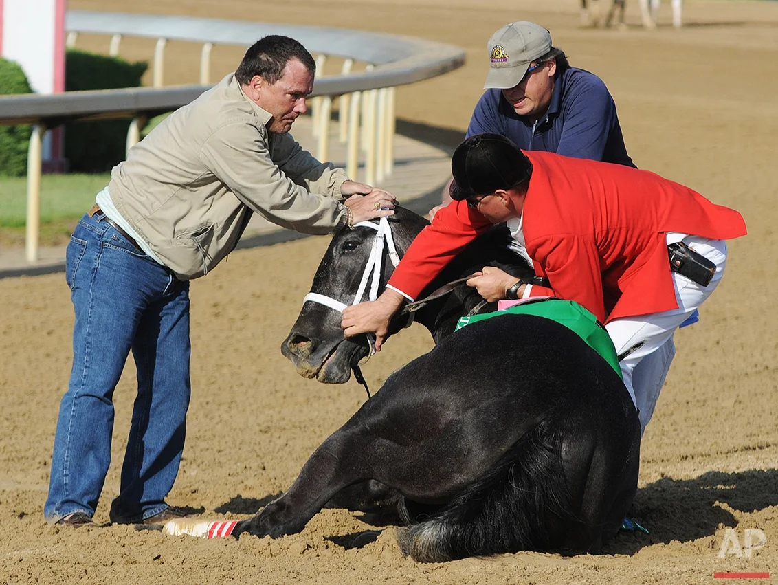 In this May 3, 2008 photo, track personnel try to hold down Eight Belles after the 134th Kentucky Derby at Churchill Downs in Louisville, Ky. Eight Belles was euthanized after breaking both front ankles following a second-place finish in the Kentucky Derby. (AP Photo/Brian Bohannon/FILE )