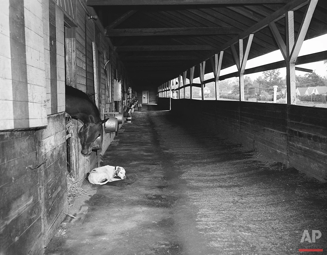 A potential derby starter, fighting Don (owned by Miss Gertrude Donovan of Detroit) looks out of his stable at a sleeping dog on May 5, 1945. (AP Photo)