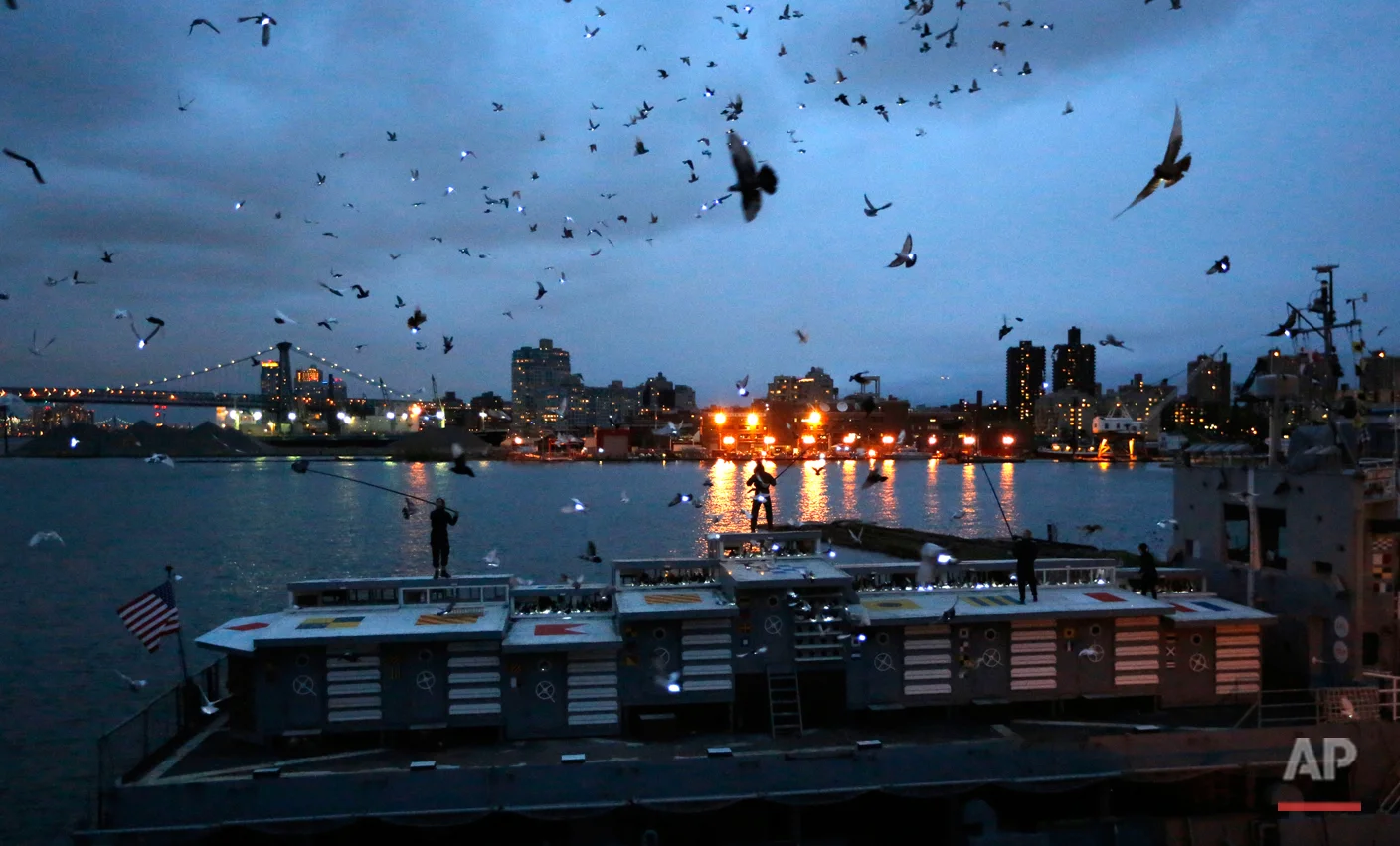 Pigeons Performance Art