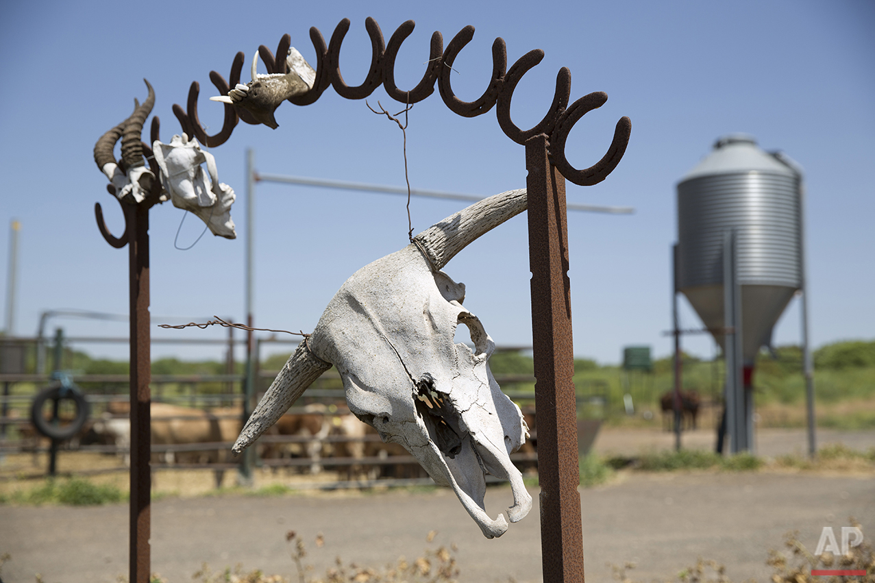 Mideast Israel Golan Cowboys