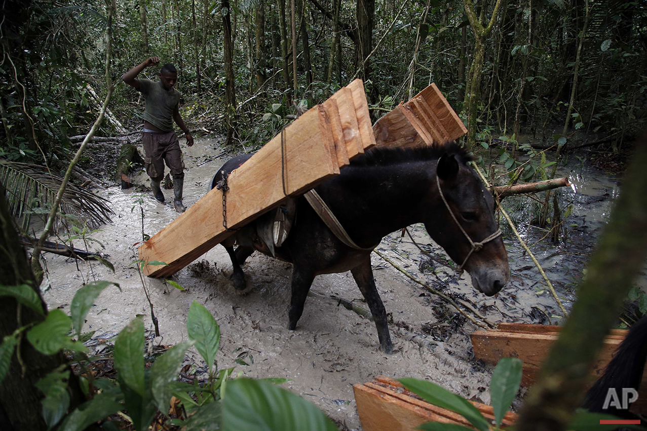  In this Aug. 11, 2016 photo, a rebel of the 48th Front of the Revolutionary Armed Forces of Colombia follows a mule hauling wood planks to a nearby encampment in the southern jungles of Putumayo, Colombia. The planks will be used to construct a clas