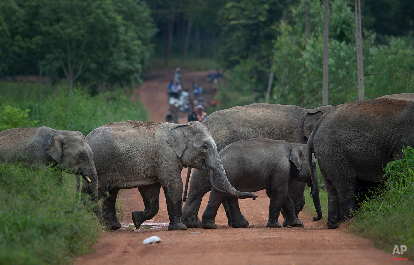 In this Thursday, Aug. 18, 2016 photo, a herd of wild elephants cross a dirt road in Pana, southeastern province of Chanthaburi, Thailand. To stop wild elephants rampaging through their crops, farmers are trying a pilot scheme run by the Thai Depart